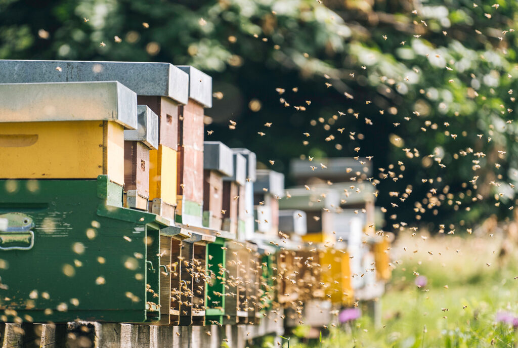 Bienen, die vor ihrem Bienenstock schwirren